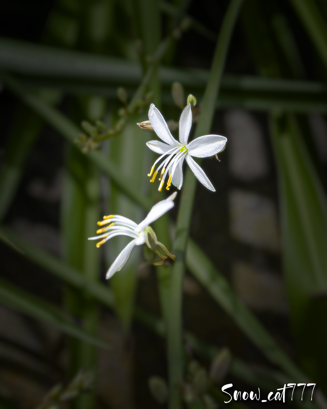 獅子座 和 名 折鶴蘭 オリヅルラン 英 名 Spider Plant 花言葉 集う幸福 子孫繁栄 祝賀 ｆ 6 3 1 1000 Iso 400 オリヅルランは 南アフリカやインドを中心とした熱帯に自生する多年草です ランナーと呼ばれる細長い茎の先に子株をつけて