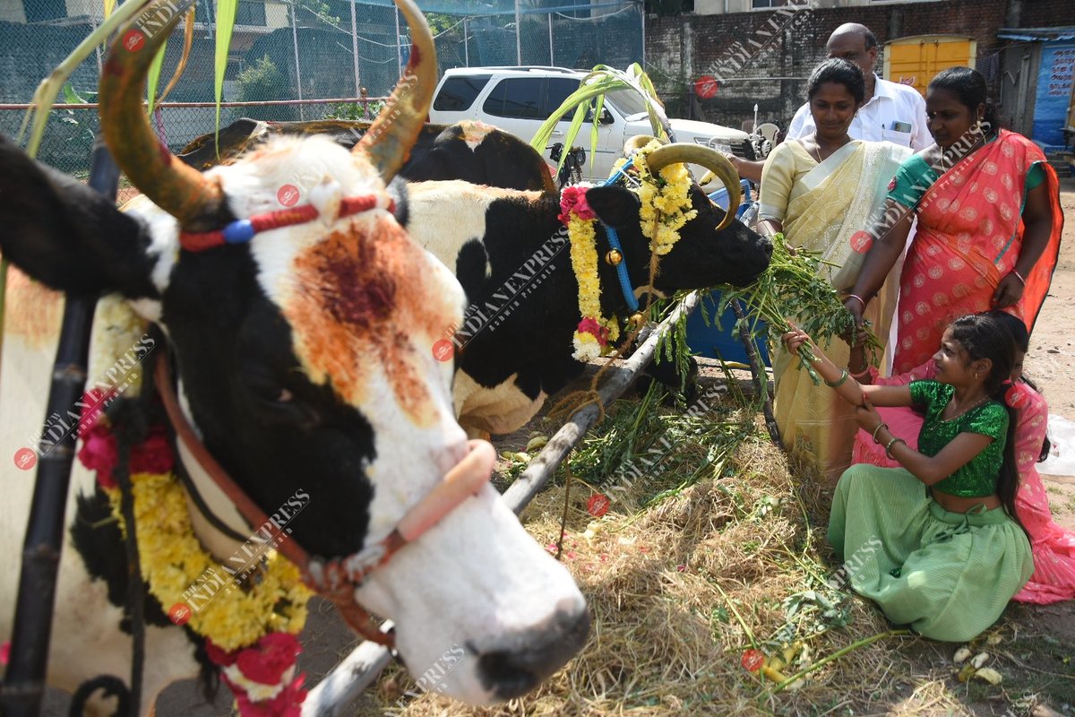 People at Wall tax road in chennai celebrate Mattu pongal by decorating the cows and worshiping it on the day next to Surya pongal. #mattupongal #HappyPongal #Pongal2022 @shibasahu2012 @NewIndianXpress @xpresstn @haisat2005