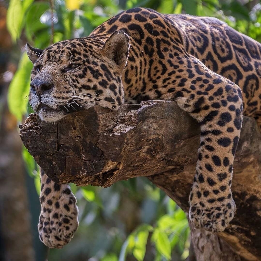 AndreiAndrei63's tweet photo. Relaxation.🐯🐾🐈‍⬛ https://t.co/060YeqH89x