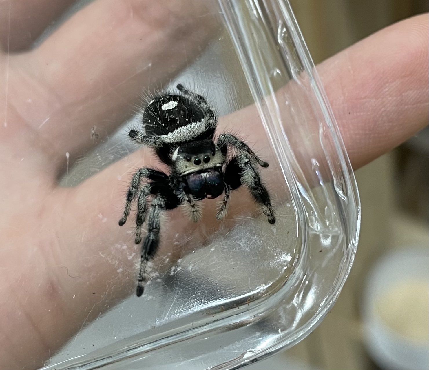 爬虫類倶楽部 中野店 本アカウント 蟲新着来てます ボールドジャンピングスパイダー コロコロ可愛いハエトリ様 ゴーストマンティス ハナカマキリ 人気のカマキリ2種類です T Co 3z9ipndypz Twitter