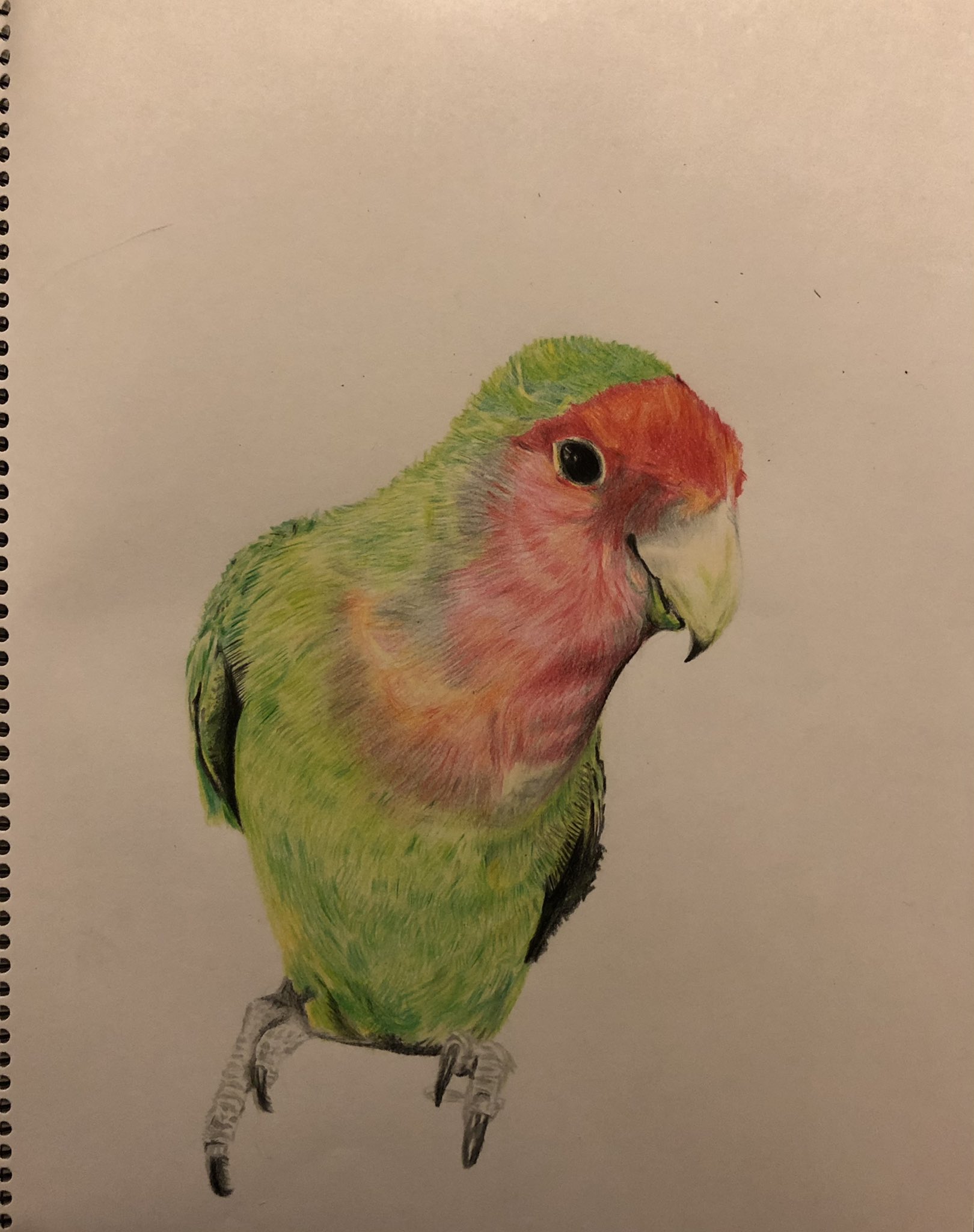 ケツやん It S All In The Mind 色鉛筆でインコ 描きました フォロワー様のあねみーさんのインコ ちゃんを許可を頂いて描かせていただきました ありがとうございました 模写 色鉛筆 イラスト 色鉛筆画 リアルイラスト