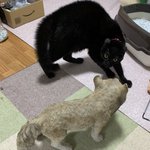 警戒心マックス!？イタズラした愛猫に置物を持ってきた様子がこちら!