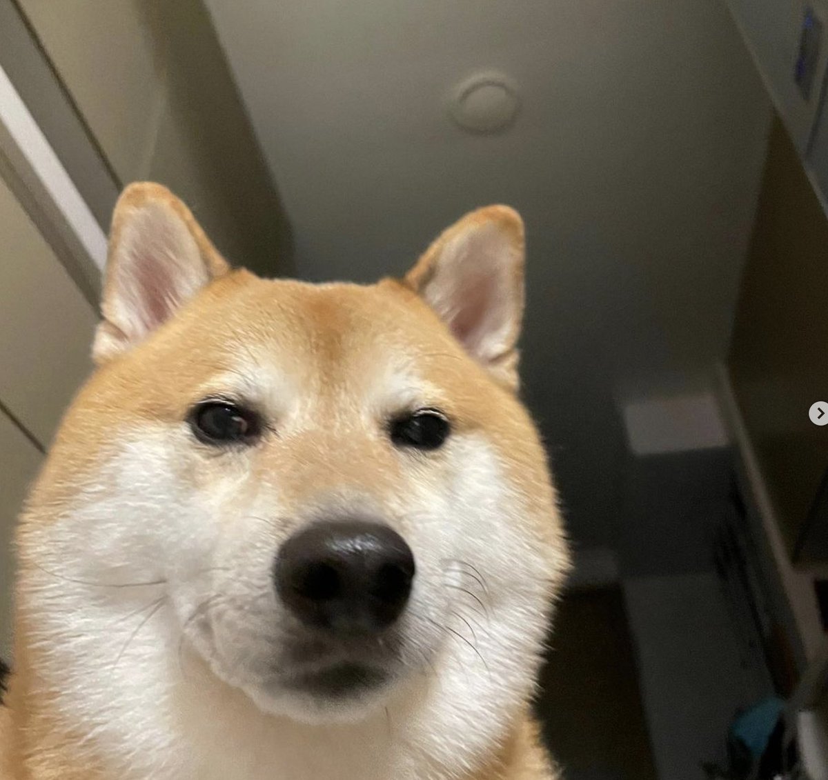 Chinese Hitters tweet media