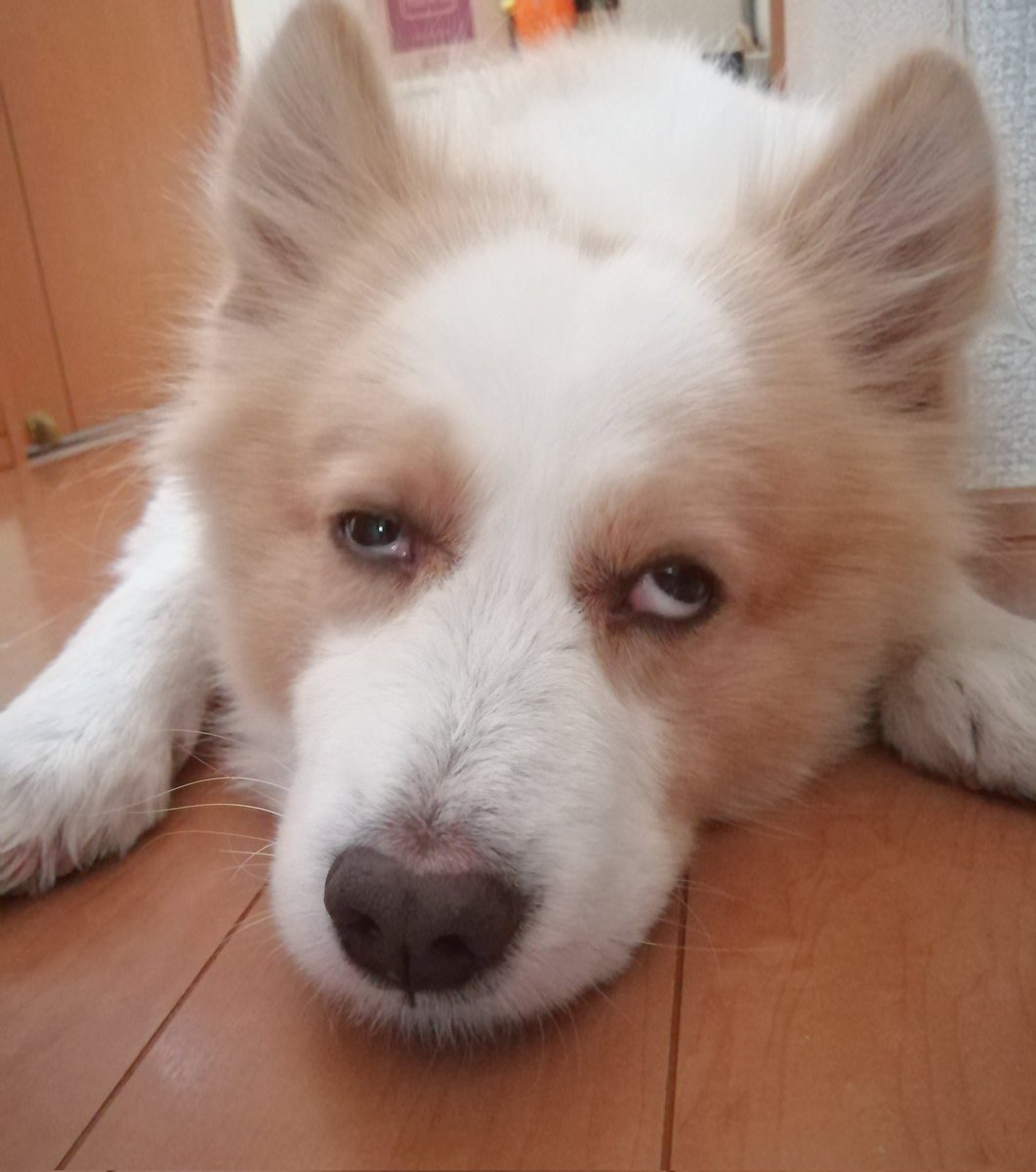 タグ 犬のいる幸せ の注目ツイート メガとんトラック