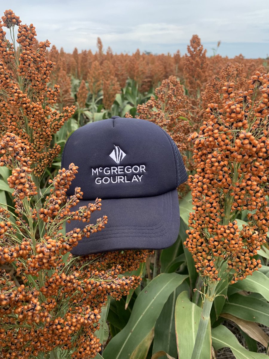 stevoMGAS's tweet photo. Still the odd header around harvesting winter crop. Hard to believe we will be harvesting sorghum in the next couple of weeks!!!@mcgregorgourlay#mcgregorgourlay#croppacreek#sorghum https://t.co/tChN2GMpda