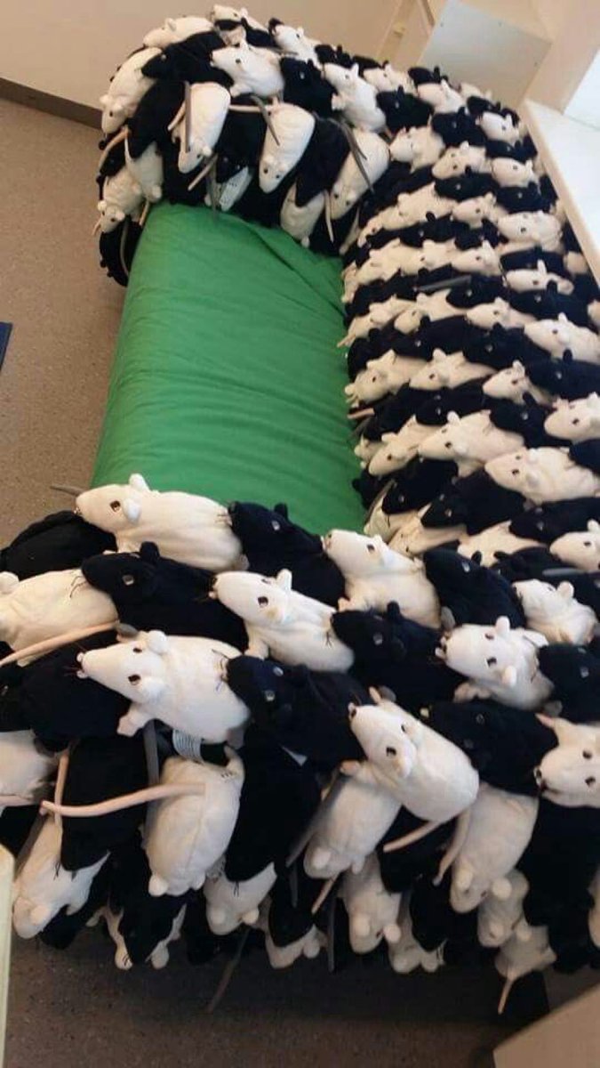 ratmanlolz's tweet photo. do you guys like my rouch (rat couch) https://t.co/66kxThJiLV