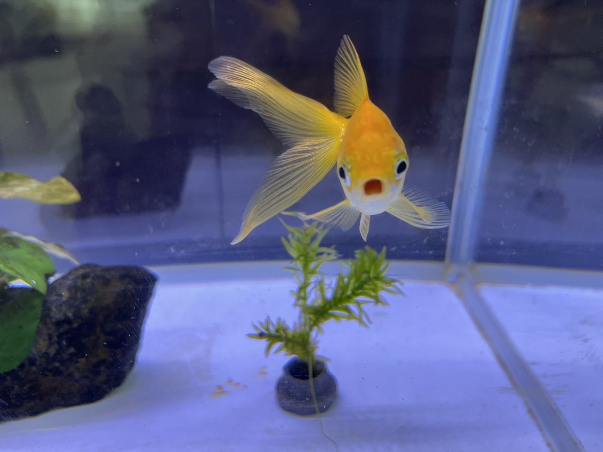 IceGoldfish's tweet photo. オレンジちゃん元気です🍊
アナカリスどんどん短くなります🌿
iPhone機種変して写真きれいに撮れるようになったけど腕が悪いのでピントは合いません🤣 https://t.co/XgEQ95QyI3