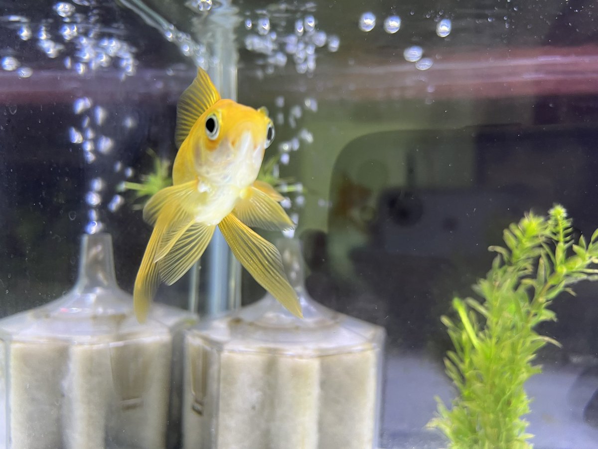 IceGoldfish's tweet photo. オレンジちゃん元気です🍊
アナカリスどんどん短くなります🌿
iPhone機種変して写真きれいに撮れるようになったけど腕が悪いのでピントは合いません🤣 https://t.co/XgEQ95QyI3