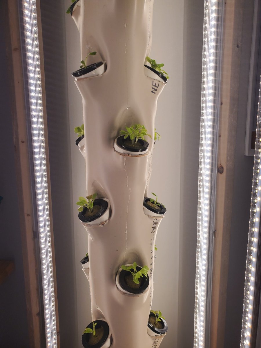shopled2010's tweet photo. 🧐"Suddenly get it why home plant is fascinating~"🌱
📸By: Mike G
#shopled #growlight #LED #lighting https://t.co/9CqIr7Ctdi