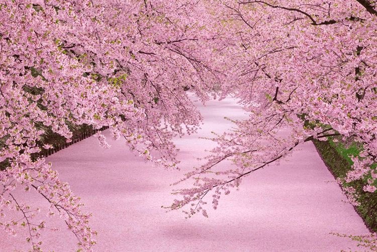 kitty_chan_1992's tweet photo. こんにちは🌸 https://t.co/2afmY1SNRo