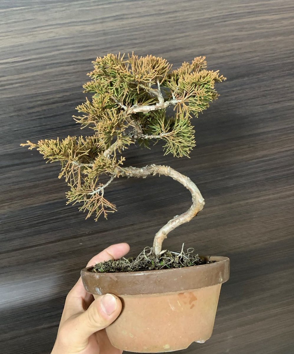 before after 今の時期は霜焼けしまくりです。 #糸魚川真柏 #盆栽