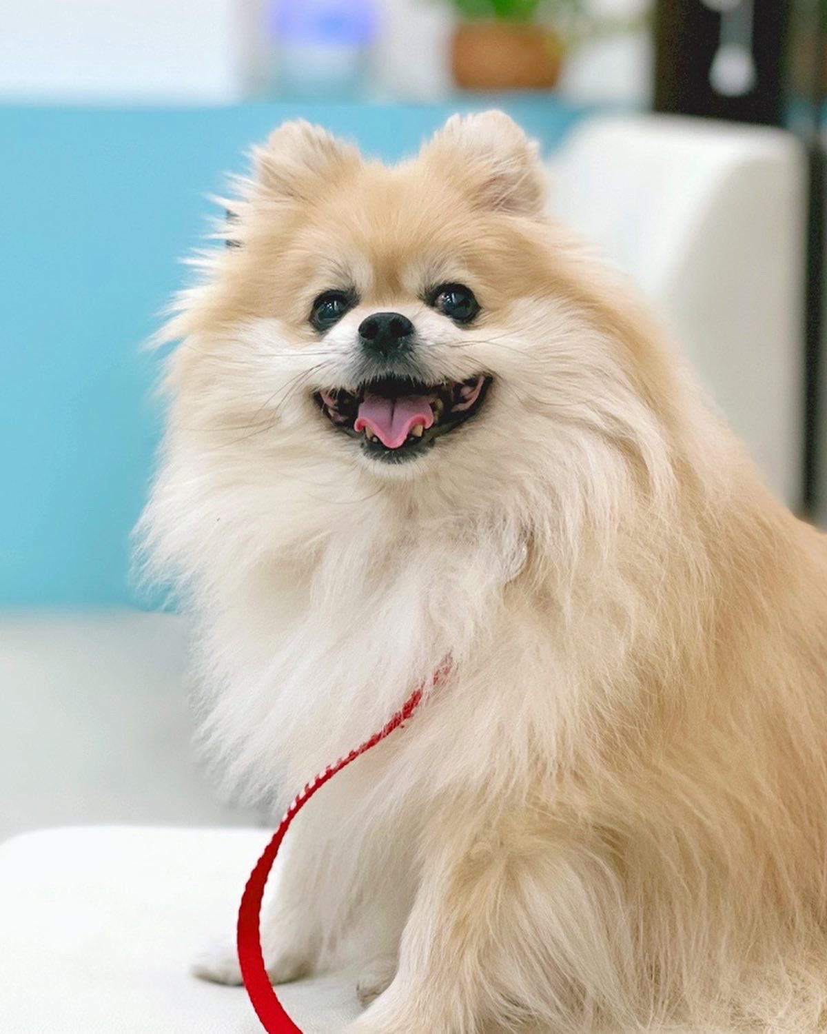 ポメラニアン アロハ Pomeranianaloha Twitter