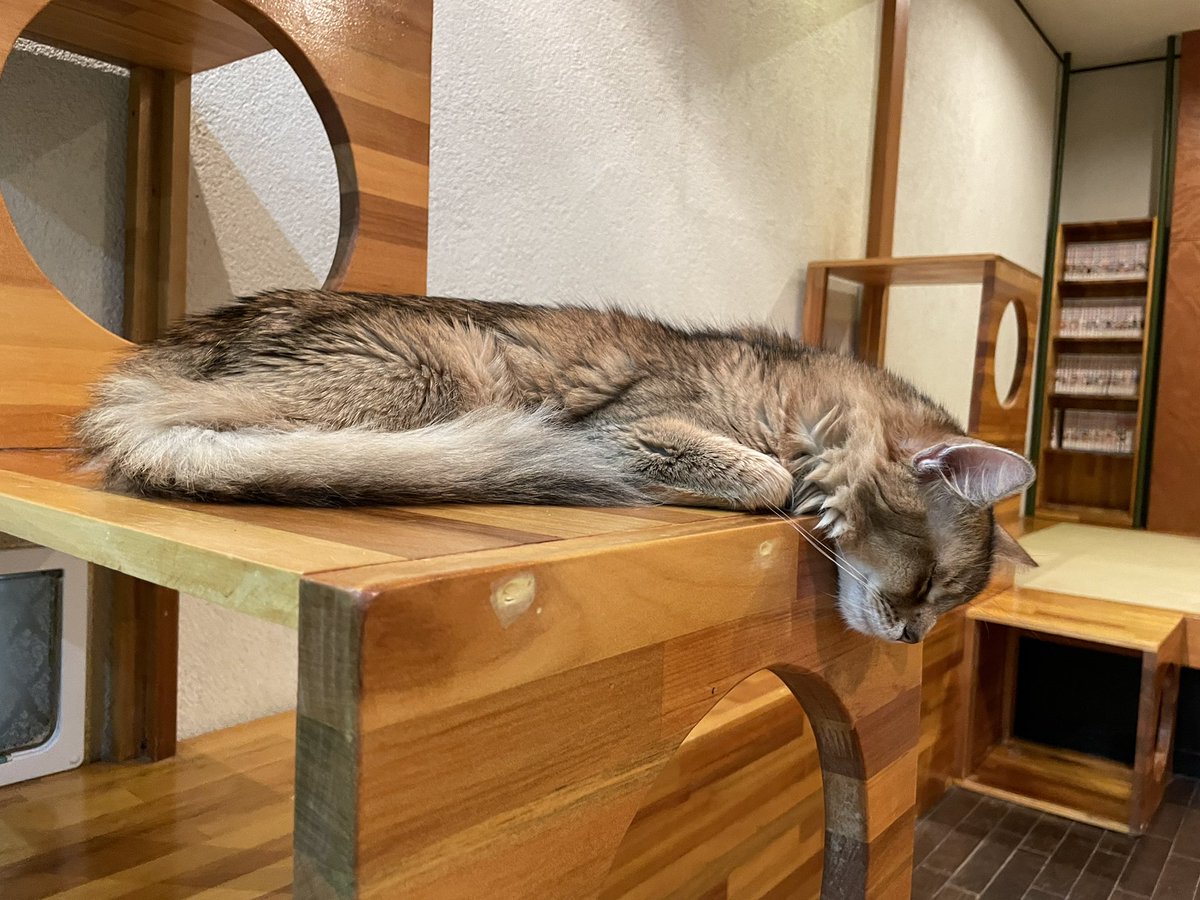 不思議な寝方をする器用なマリネです❗️🐈💤