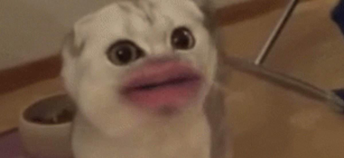 count chonkula tweet media