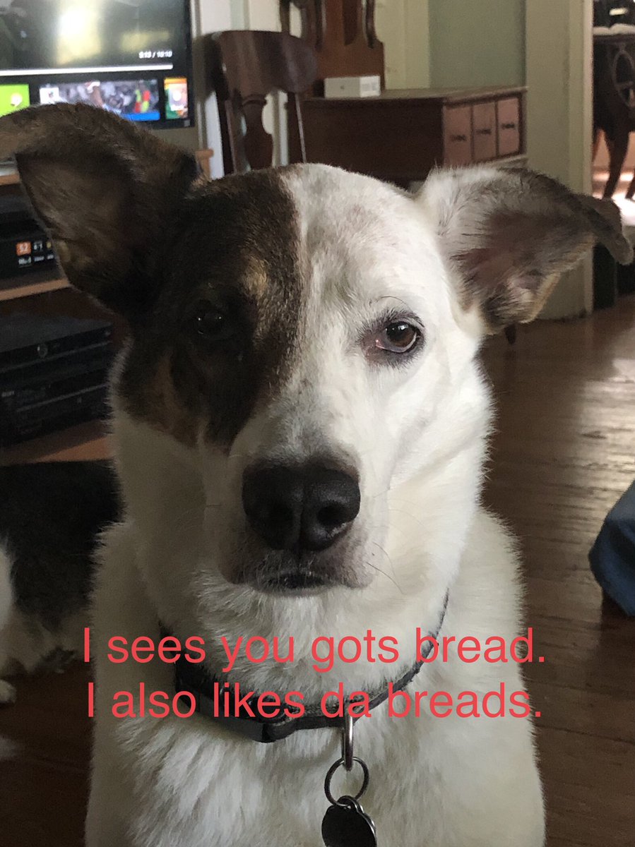 Breads. I likes da breads. Give! 🤣🐾🐶❤️
#dogsoftwitter
