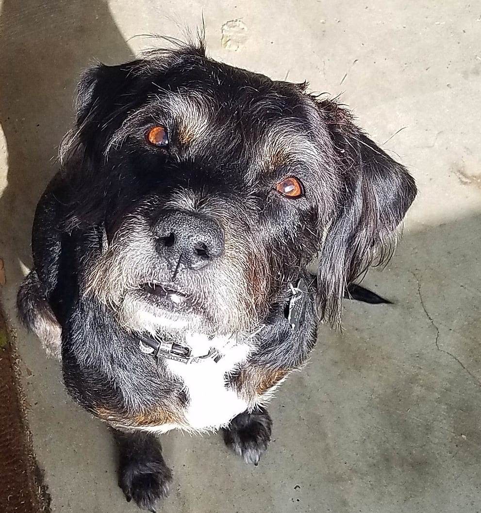 therealjomo33's tweet photo. There will always ever be only one "Trixster," as we called her. (Trixie was her name) This came up in my FB memories today and gutted me. But - so many good memories of this girl! I will always love and never forget her. #Trixie #CaliforniaDog #rescuedog #memories  #puppylove https://t.co/SmqABNdZzX