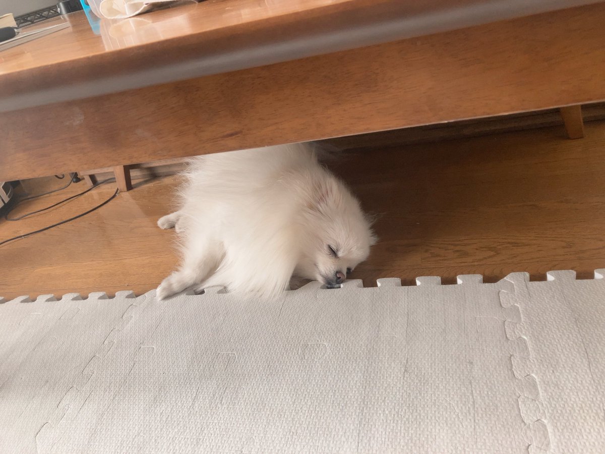 NNFAMILYnnn's tweet photo. こんちは(床でスヤスヤ)

床きんもち〜ぃ！！
#ポメラニアン
#犬のいる暮らし
#犬のいる幸せ
#モフモフのお友達
#四本足のお友達 https://t.co/hk4QWQnvJ8