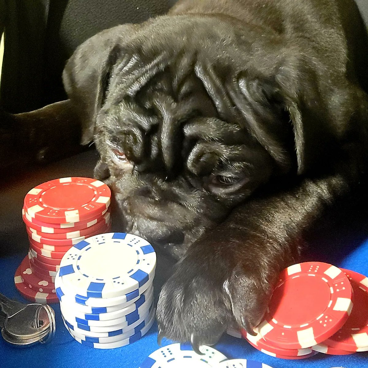 MayBBridges's tweet photo. 8 weeks isn't too young to learn poker, right? I mean, as the paintings show us, bulldogs are naturally good at poker. https://t.co/RnlDpohtNF