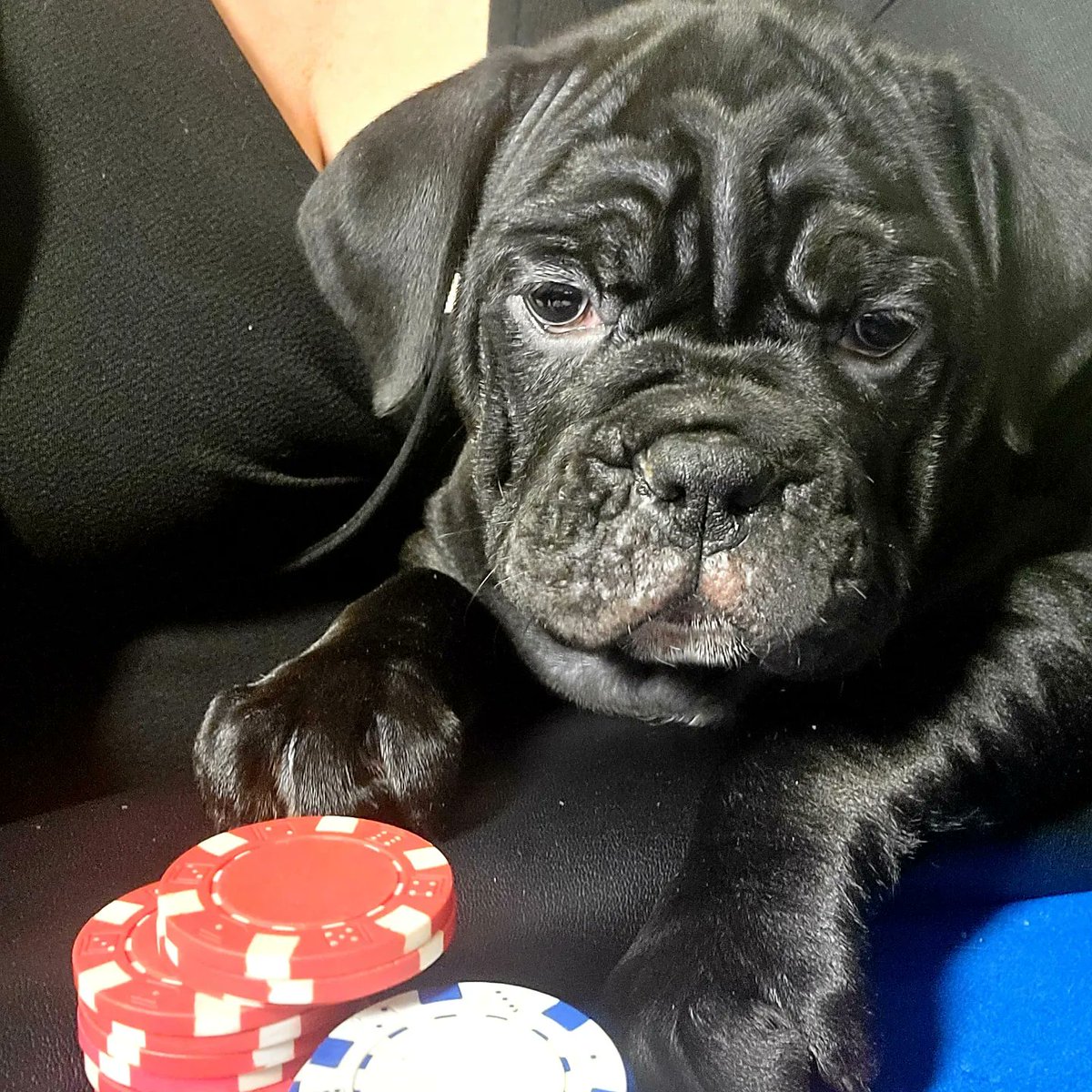 MayBBridges's tweet photo. 8 weeks isn't too young to learn poker, right? I mean, as the paintings show us, bulldogs are naturally good at poker. https://t.co/RnlDpohtNF