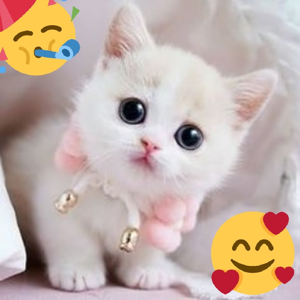 lifelearn936's tweet photo. Cute cat https://t.co/zY5IgwOvly