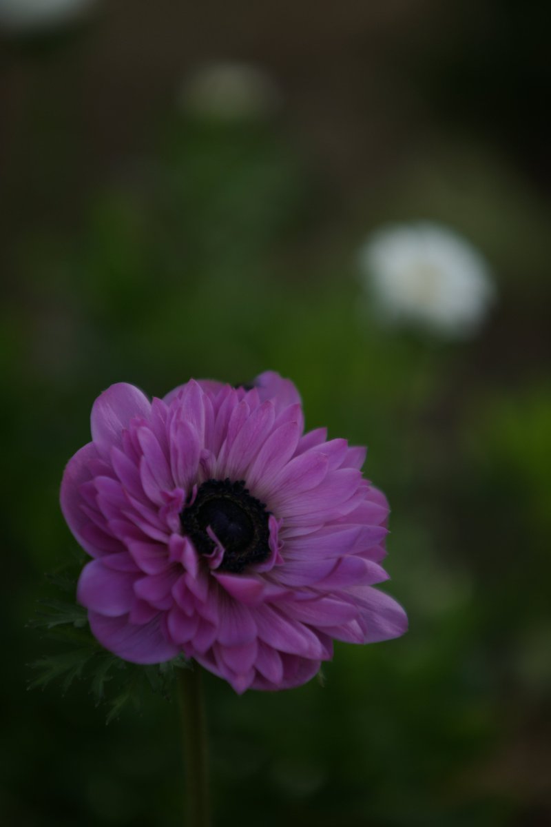 jerritama's tweet photo. Today  70~200 F2,8 (200 F2,8) https://t.co/1vHLWvRR07
