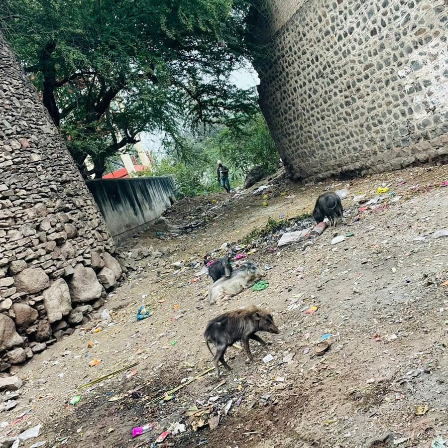 NateputeN's tweet photo. आजची स्वच्छता मोहीम 
#majhivasundhara 
#स्वच्छभारतअभियान 
#स्वच्छ 
#CleanIndia 
#Natepute Nagarpanchayat https://t.co/PZuueMMRV4