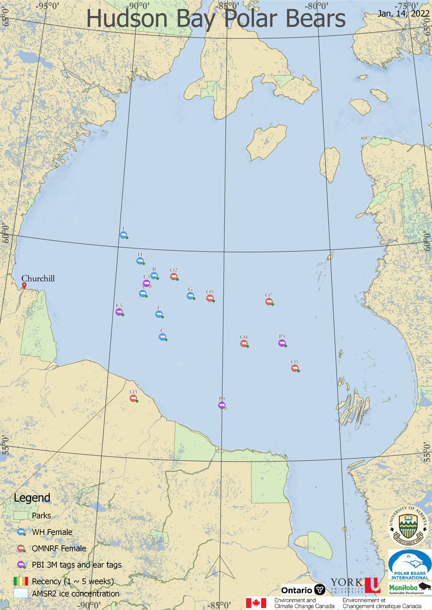 Hudson Bay polar bears are well offshore &amp; with luck,  killing seals. Winter is a tough time for the bears &amp; they're in an energy maintenance mode until seals pup in spring. The rapid energy gain window for the bears starts in April &amp; continues until ice melt.