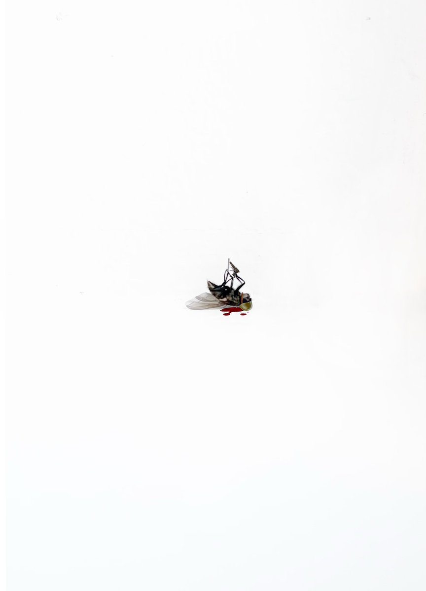 srclay13's tweet photo. Should I turn my dead fly edits into NFTs?/srs https://t.co/yAVuqR9AlB