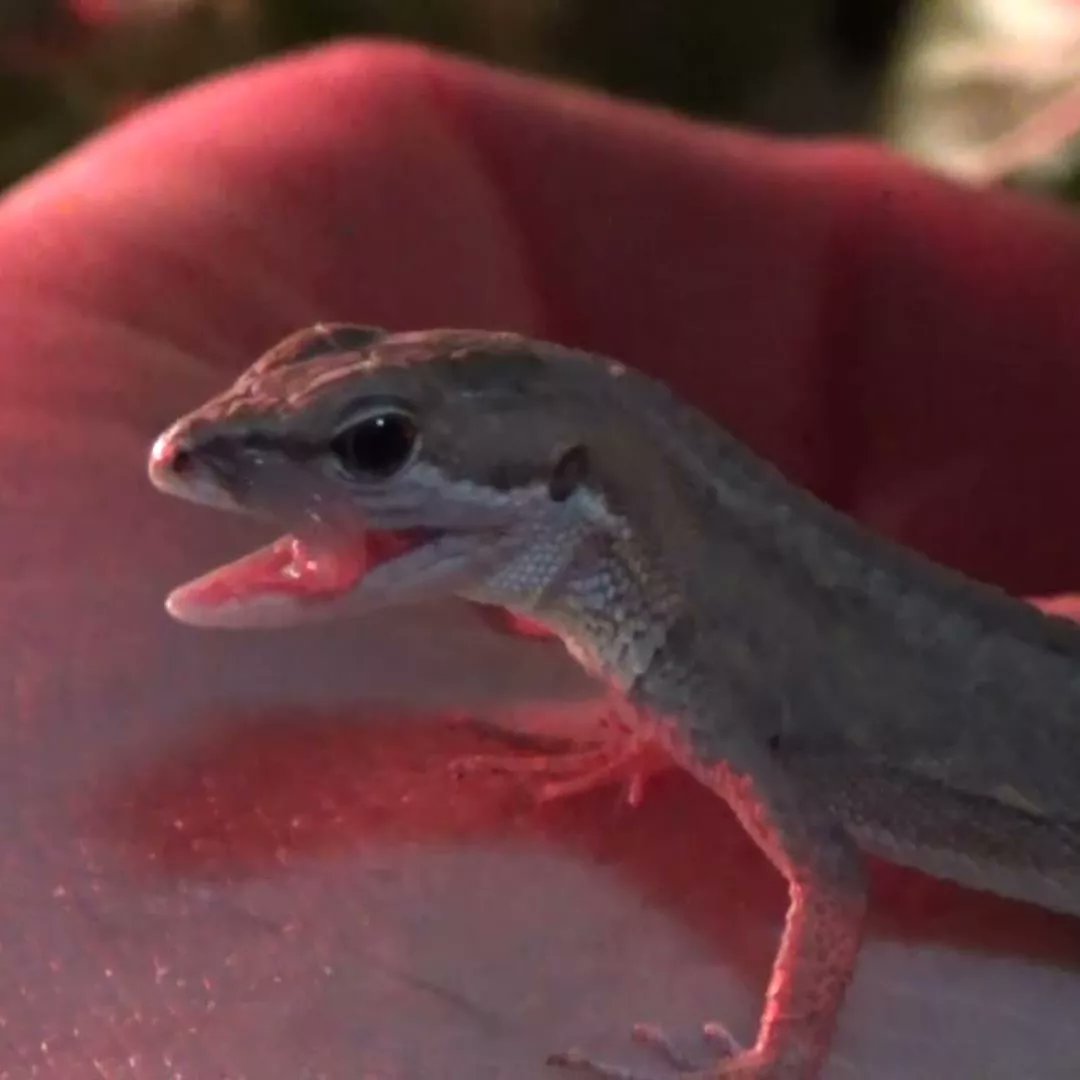 生き物系チャンネル なおちゃんねる 公式 カナヘビ 手乗りカナヘビ さんのご紹介 カナヘビ 爬虫類 トカゲ なおちゃんねる なおちゃん 生き物 Youtuber ユーチューバー T Co Gqoeklmmig T Co 6coexwudfn Twitter
