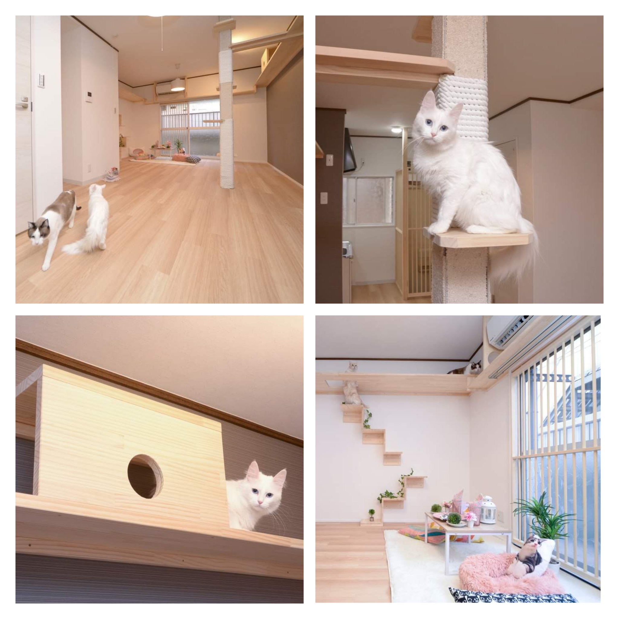 Tweets With Replies By 猫専門アパートメント Catcasakiyose Twitter