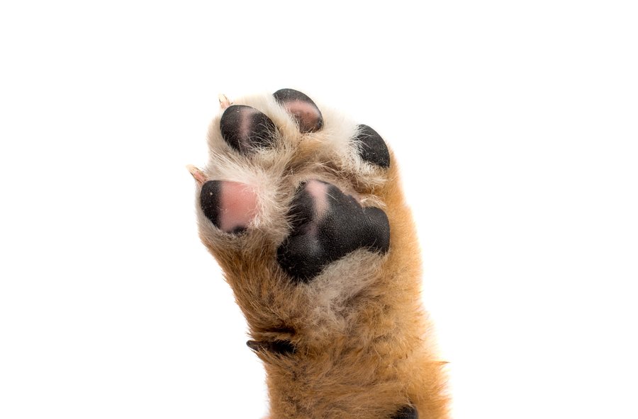 犬の肉球の怪我 自宅での対処法や病院に行くタイミングなどを解説