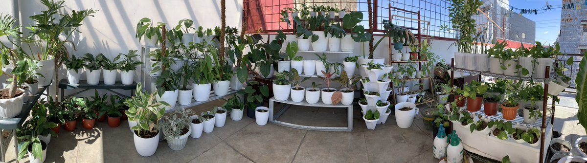 As a Leo, I live to be outdoors. I know my body can fight covid but idk if the people around me can. 

So gotta be responsible and stay indoors for them people. 

Unknowingly, I was already building my own outdoor field within my home 🥰 

I wake up for my plant babies 😙