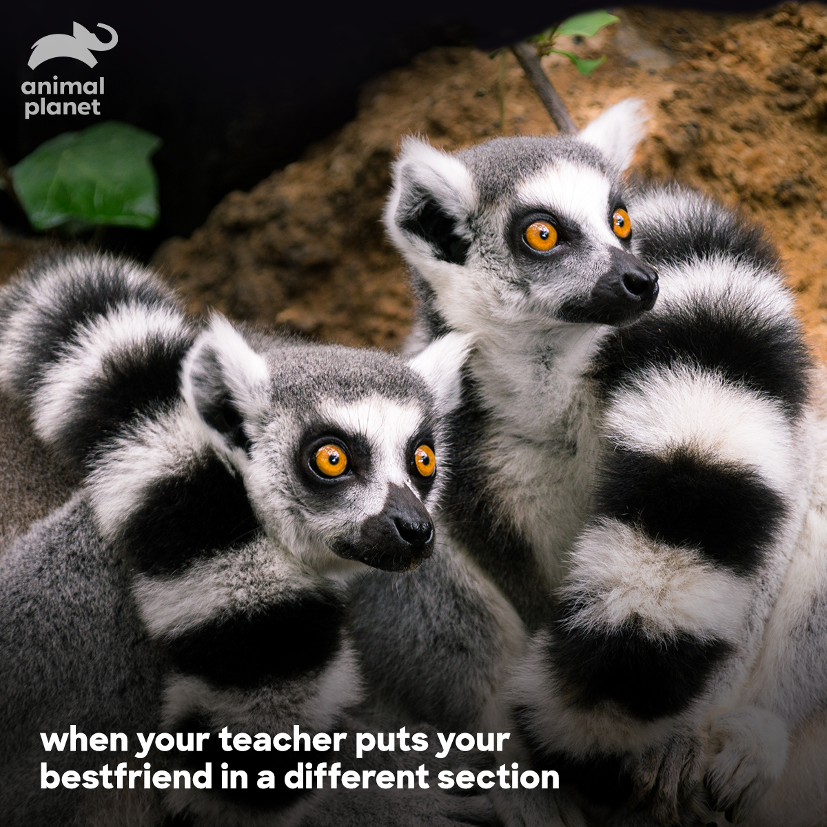 Animal Planet India on Twitter: Animal Planet India on Twitter: