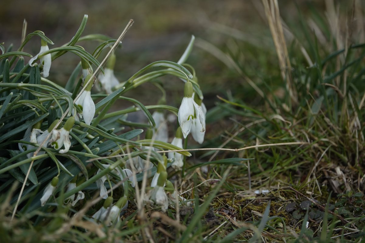 miek koopmans🐝 tweet media