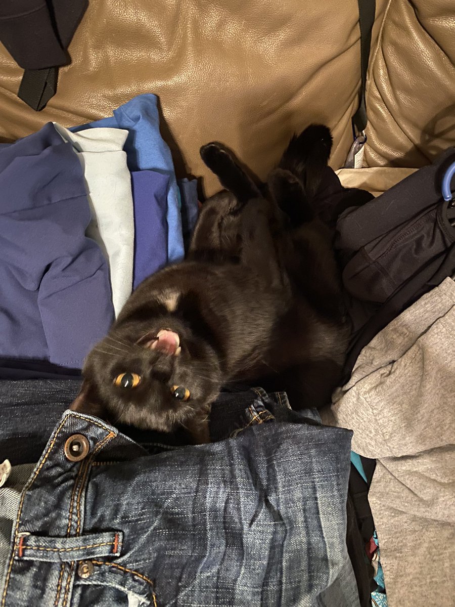 My cat has no respect for clean laundry.