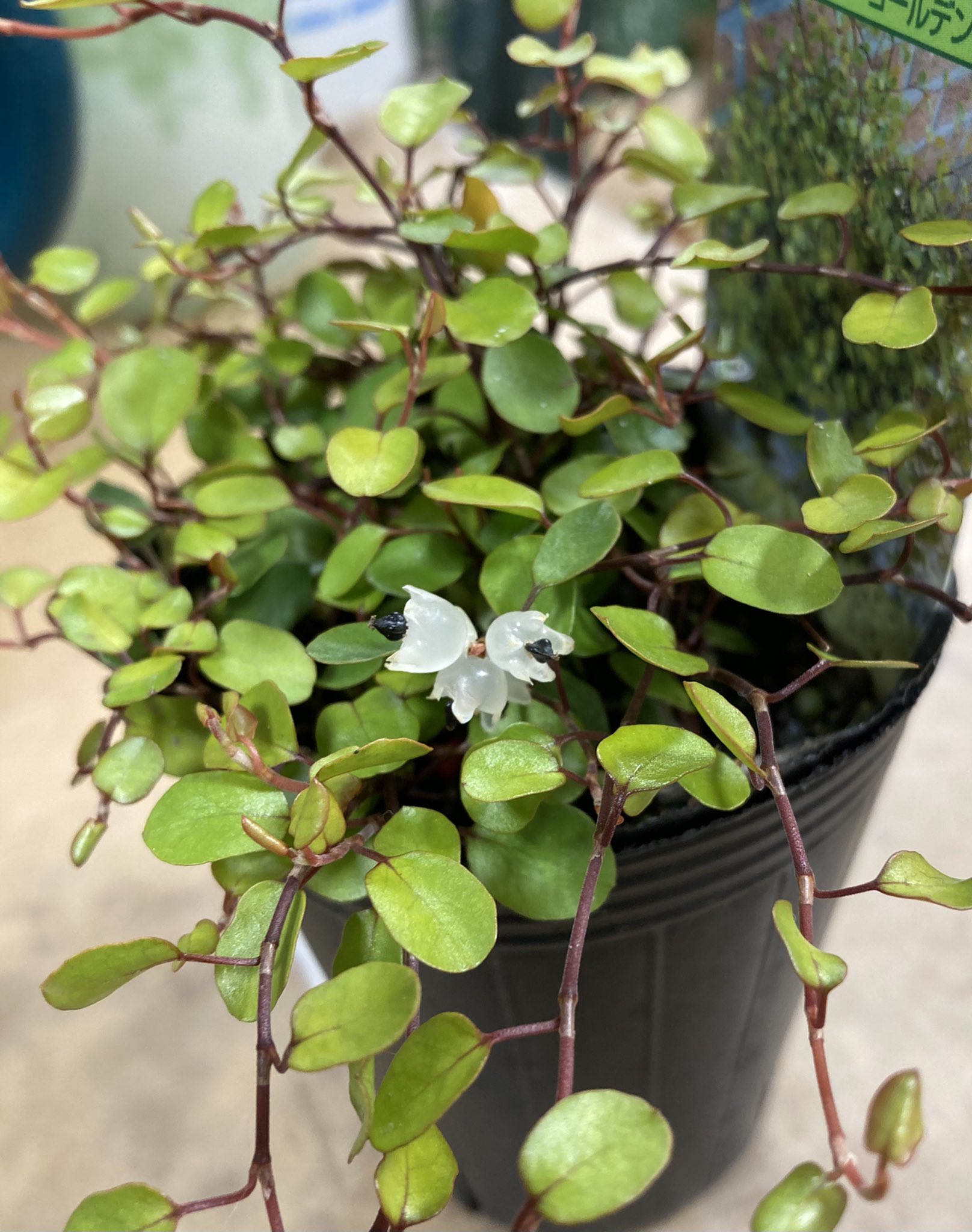 In Natural インナチュラル ワイヤープランツに実がついてました 久しぶりに見ました 半透明のベル形でかわいいですよね 黒いのが種子です ワイヤープランツ ミューレンベキア インナチュラル T Co Ut0k8laqlr Twitter