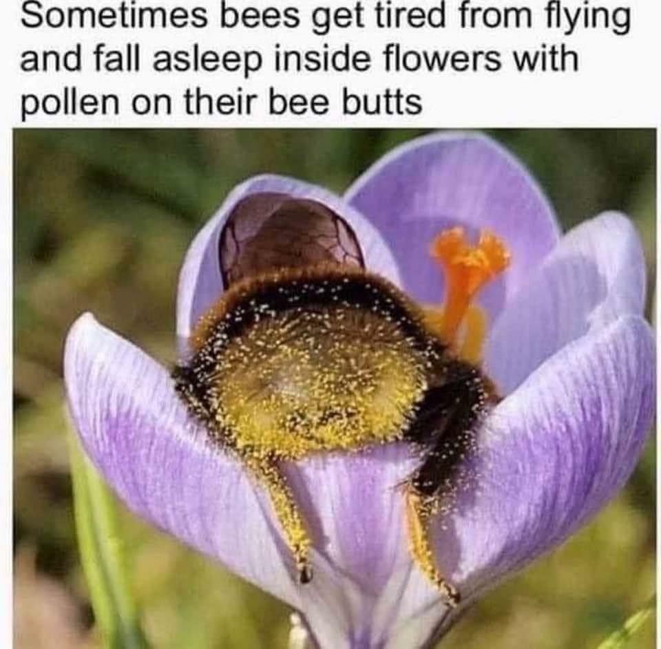 sleepy bee butt #Wholesome