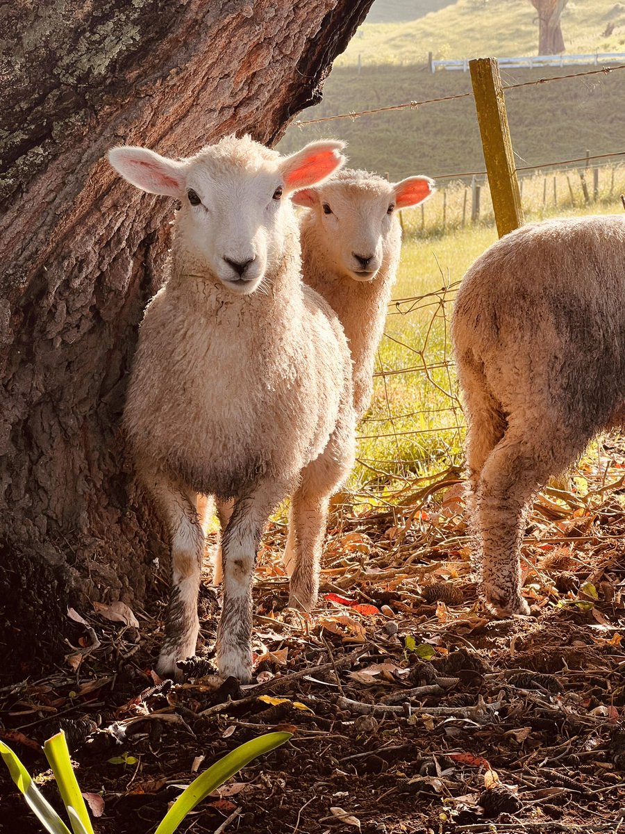 Nature7land's tweet photo. Lambs 🐑 more from the farm #TwitterNatureCommunity #lambs #countryscape #landssapephotos #naturetoken #animals #Countryside https://t.co/PjjYhIv2Yg