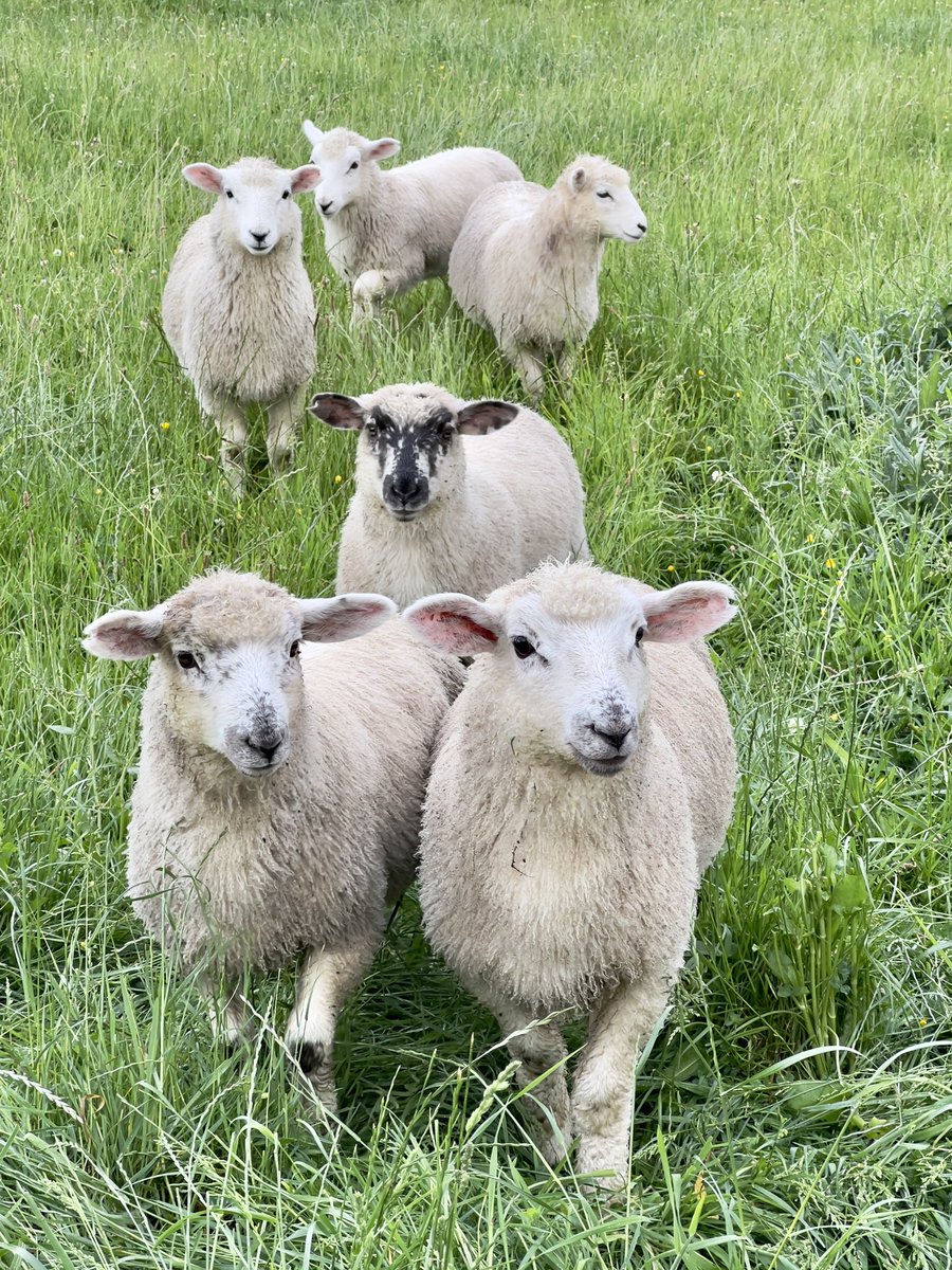 Nature7land's tweet photo. Lambs 🐑 more from the farm #TwitterNatureCommunity #lambs #countryscape #landssapephotos #naturetoken #animals #Countryside https://t.co/PjjYhIv2Yg