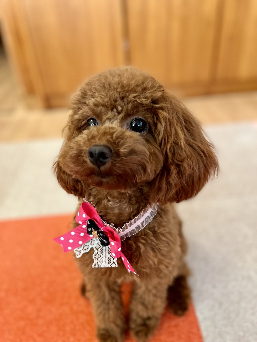 LilofTinypoo's tweet photo. 先日、今年初トリミングに行ってきました。🎀リボンつけてもらい、可愛くなってきました❗️😆

#犬のいる暮らし #犬のいる生活  #トイプードル #タイニープードル 
#ToyPoodle #Tinypoodle #ビビり犬 #怖がり犬 https://t.co/M3PRtSZEJi