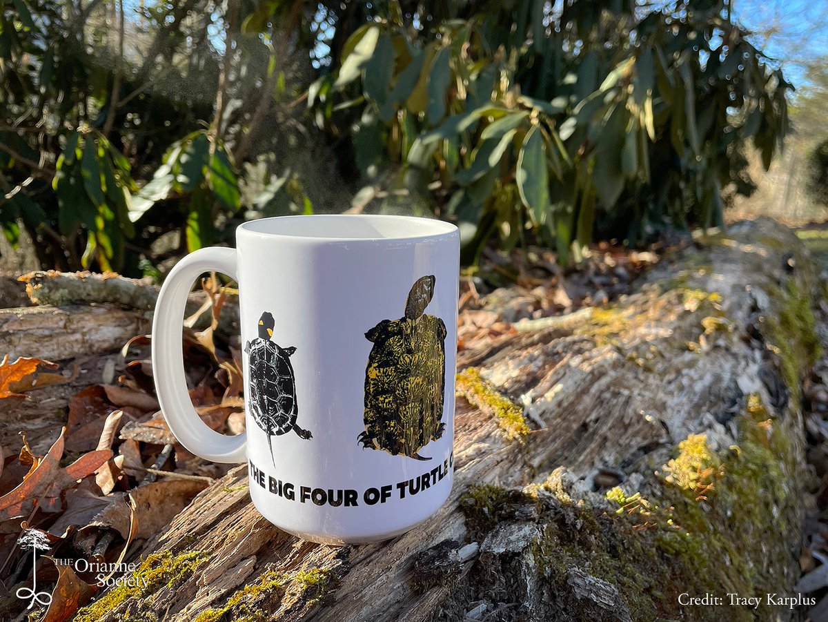 OrianneSociety's tweet photo. Support wildlife conservation and contain your hot, steamy beverage with one of our sturdy Big Four Turtles mugs! Available in our Shop along with more Orianne Society custom merchandise:
https://t.co/LI8N43CLS0
#turtles #bogturtle #woodturtle #blandingsturtle #spottedturtle https://t.co/SlDRH6ClsG