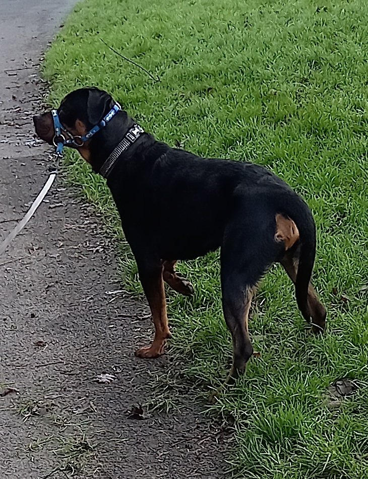 Been on a nice brisk but chilly walk with mum this morning. #connahsquay #morningwalkies #dogsoftwitter #rottweiler #SaturdayMorning