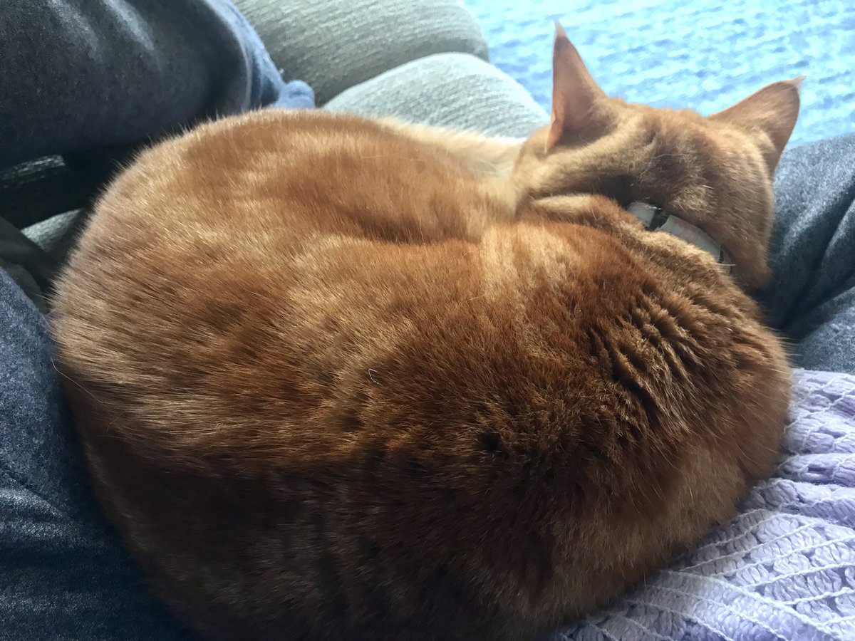 fallingontheway's tweet photo. Even though my leg is numb & I really would like another cuppa, I could not be more grateful for #HopeCat and her choosing to be with me this morning. https://t.co/wcuJccdYdi