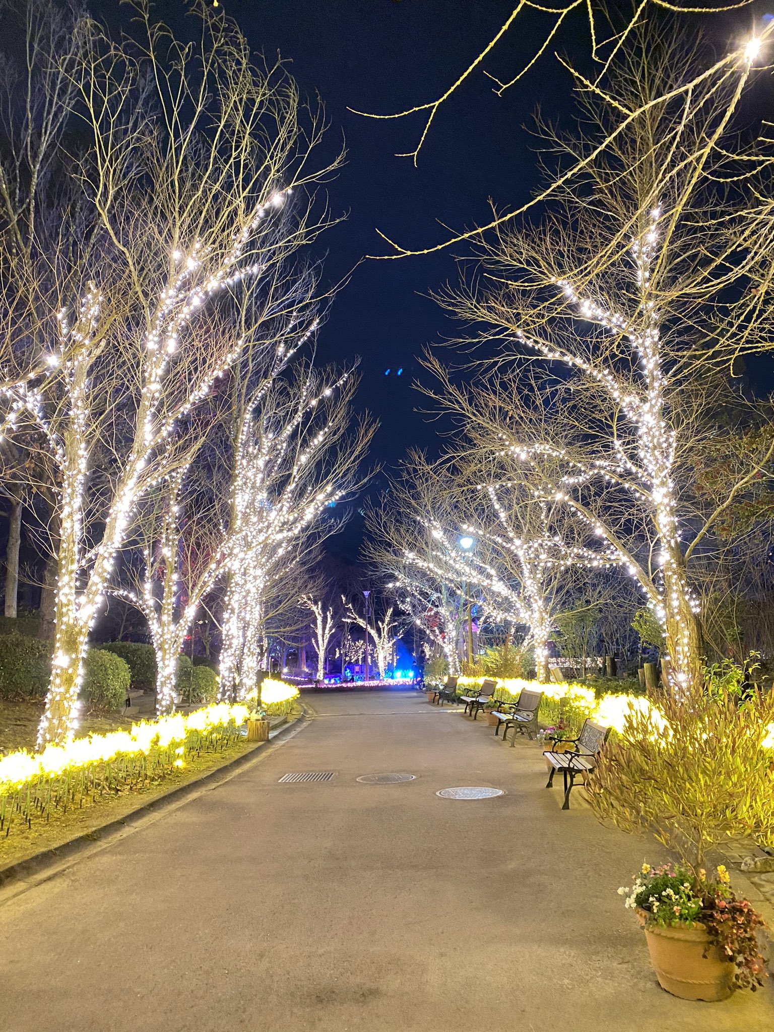 よっしい Bule Lions 大阪に居てはったんですね 最近出来たのかも知れません Twitter