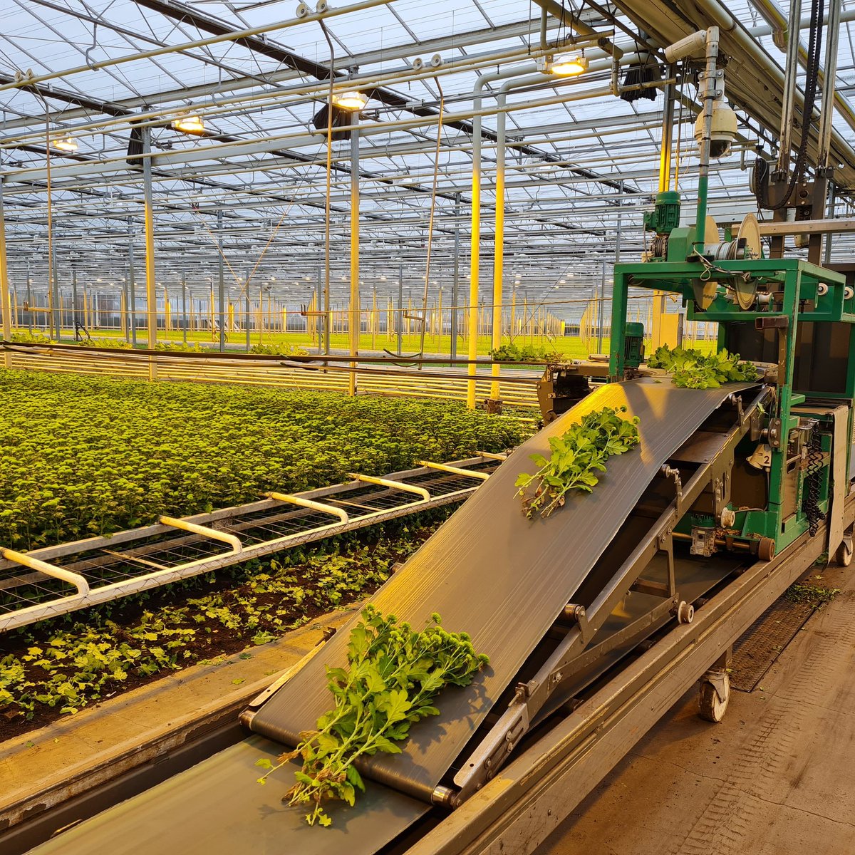 Je raad het nooit, maar er worden vandaag weer country geoogst 💚😄