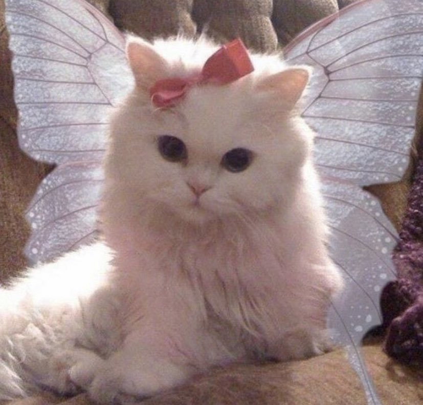 🧚🏻‍♀️ Busco mutuals 🧚🏻‍♀️

✨Anime / Manga 
✨Videojuegos (PC &amp; Switch)
✨Animales
✨Doramas
✨Cultura japonesa
✨Tattoos
✨Studio Ghibli
✨Psicología / Salud mental
✨LGTB friendly

Si crees que podríamos llevarnos bien, dímelo y nos seguimos 🥺

RT porfi ✨🤍