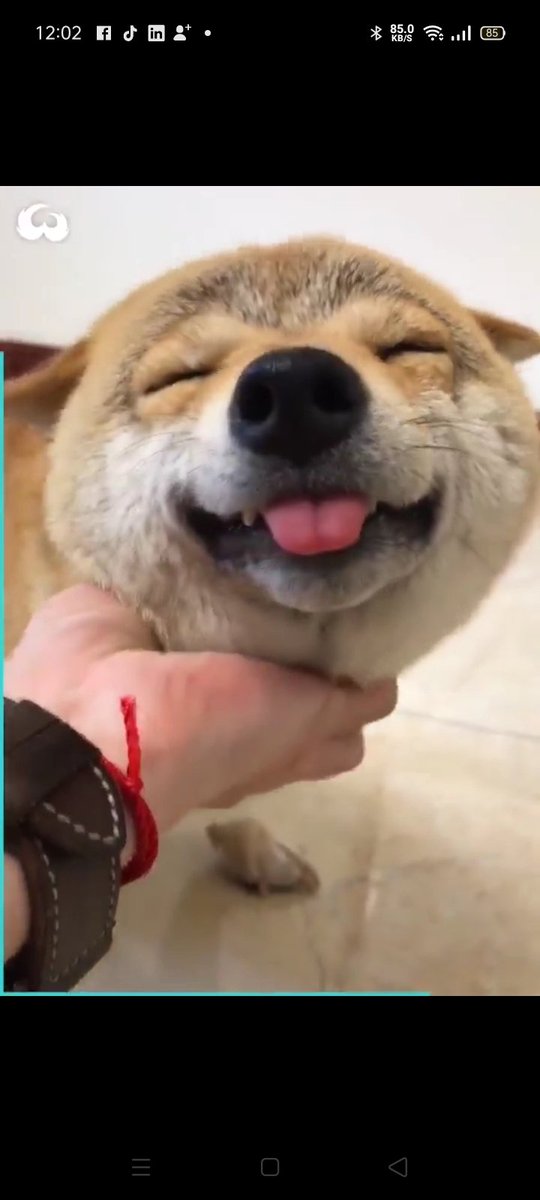 FivaMusic's tweet photo. https://t.co/kt8DpU9Thq

Very interesting 🤓..

🔎🌿🤭 ...

Do you know, when began Our , HumanEDogFriendship.. ...

.. https://t.co/vVh4gYdHJy