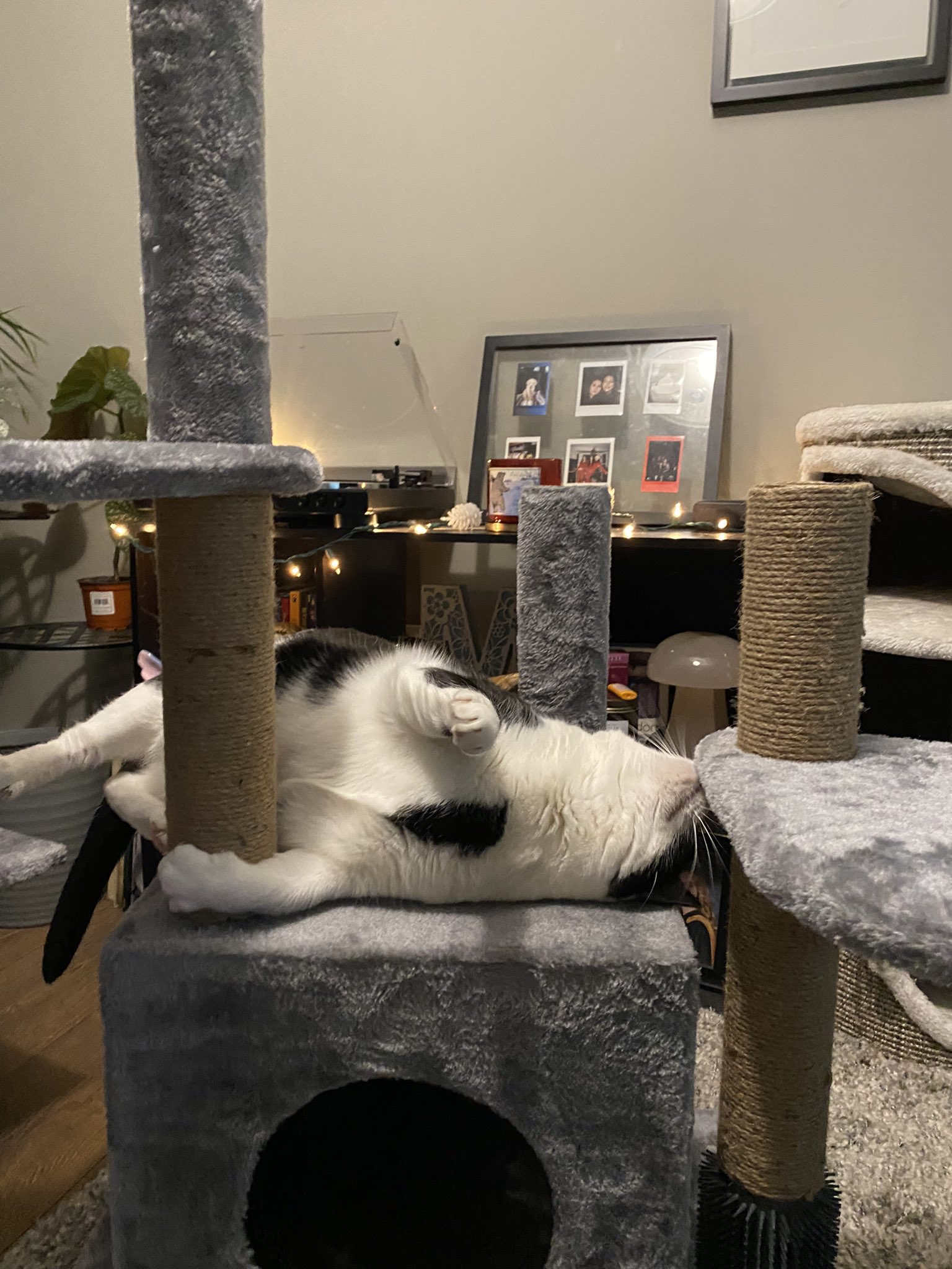 Costco cat perch discount