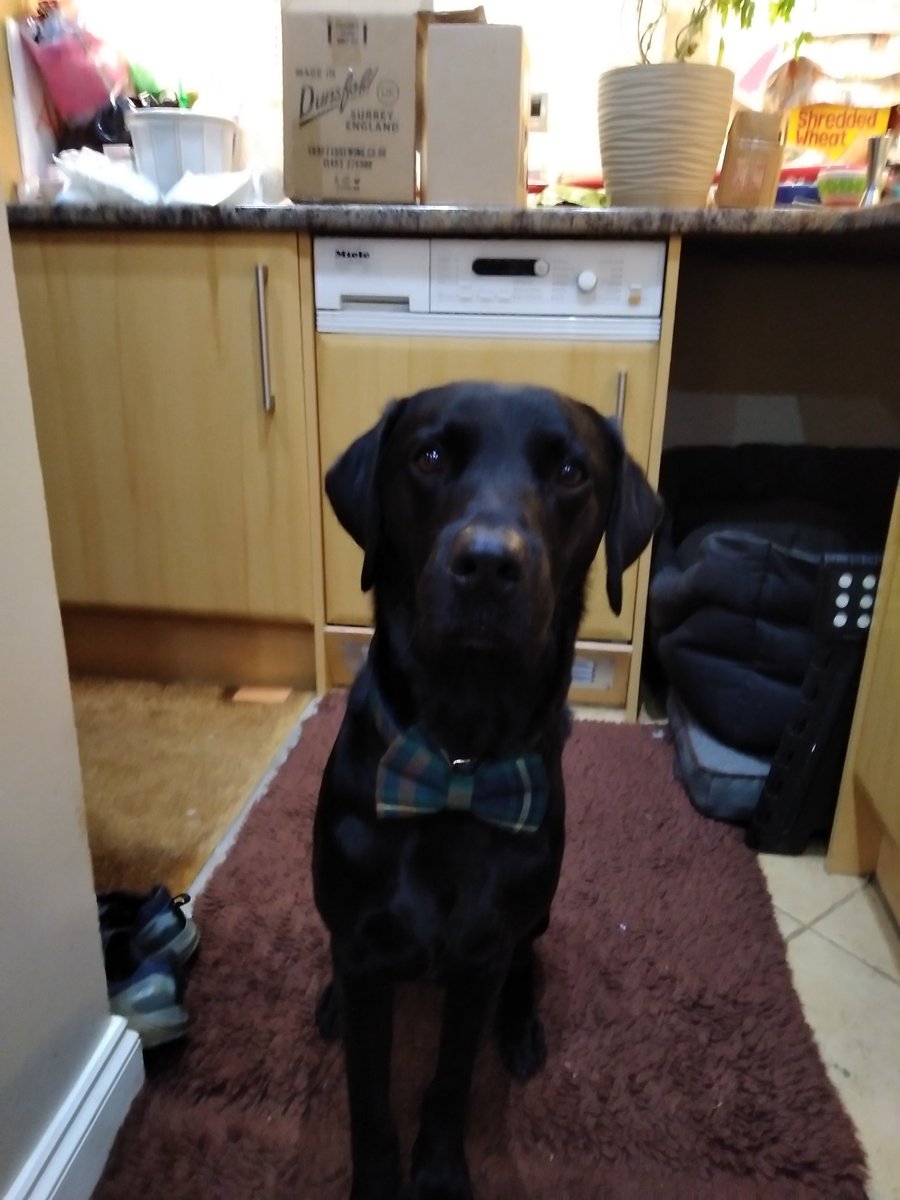 EnglishCottageC's tweet photo. @NoTaaar Very smart with his bowtie! https://t.co/dGe1QIjLjU