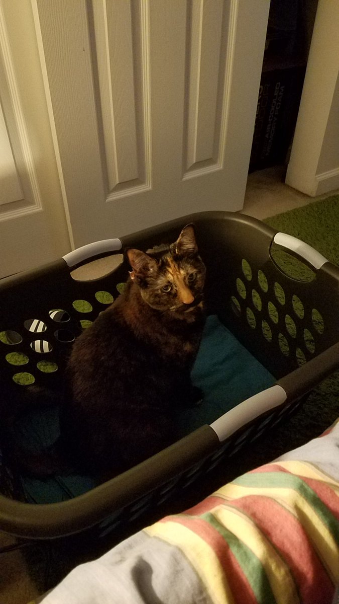 moustacheo's tweet photo. Laundry time is my favorite time. 😼 https://t.co/iPcLPi1G0C